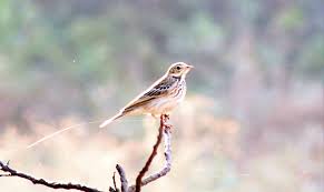 Attēlu rezultāti vaicājumam “Anthus trivialis”