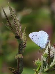 Attēlu rezultāti vaicājumam “Celastrina argiolus underside”