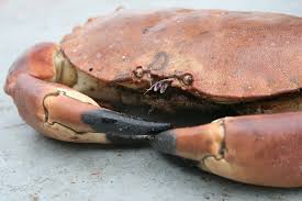 Image result for Cancer pagurus