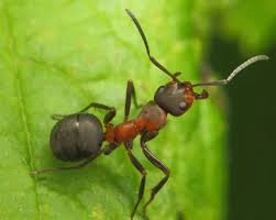 Attēlu rezultāti vaicājumam “Formica rufa imago”