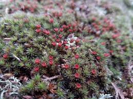 Attēlu rezultāti vaicājumam “Polytrichum piliferum”
