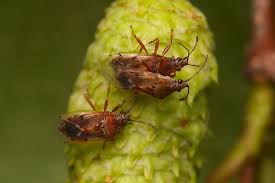 Attēlu rezultāti vaicājumam “Kleidocerys resedae imago”