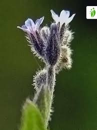 Attēlu rezultāti vaicājumam “Myosotis stricta”