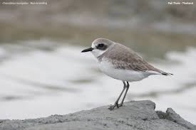 Image result for Charadrius mongolus