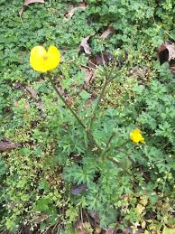 Attēlu rezultāti vaicājumam “Ranunculus acris”