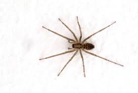 Image result for spider