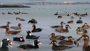 Image result for Melanitta perspicillata