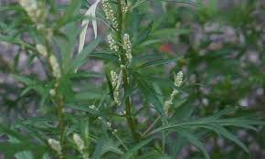 Image result for Artemisia vulgaris