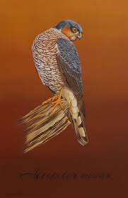 Attēlu rezultāti vaicājumam “Accipiter nisus”