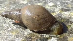 Attēlu rezultāti vaicājumam “Lymnaeidae”