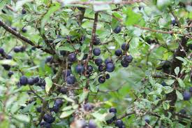 Attēlu rezultāti vaicājumam “Prunus spinosa”