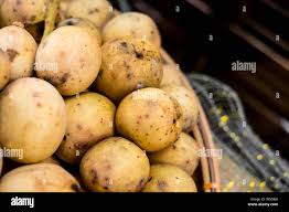 Image result for Lansongammon