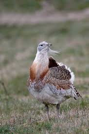 Image result for Otis tarda