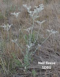 Attēlu rezultāti vaicājumam “Polygonaceae”