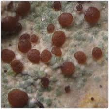 Attēlu rezultāti vaicājumam “Trapelia coarctata”