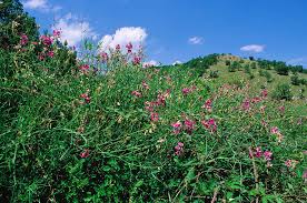 Attēlu rezultāti vaicājumam “Lathyrus sylvestris bud”