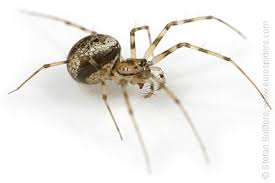 Attēlu rezultāti vaicājumam “Linyphiidae”