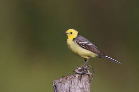 Attēlu rezultāti vaicājumam “Motacilla citreola”