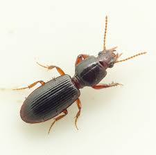 Attēlu rezultāti vaicājumam “Clivina fossor”