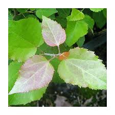 Attēlu rezultāti vaicājumam “Populus tremula”