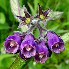 Image result for Symphytum officinale