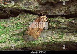 Attēlu rezultāti vaicājumam “Xestia baja”