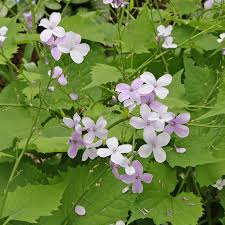Attēlu rezultāti vaicājumam “Lunaria rediviva leaf”
