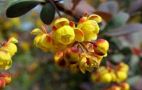 Attēlu rezultāti vaicājumam “Berberis thunbergii fruit”