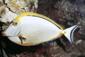 Image result for Naso lituratus