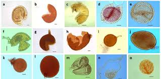 Attēlu rezultāti vaicājumam “Amaurochaete fusiformis spores”