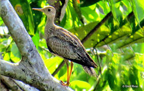 Image result for Bartramia longicauda