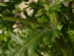 Attēlu rezultāti vaicājumam “Senecio vulgaris leaf”