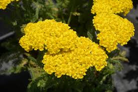 Attēlu rezultāti vaicājumam “Achillea millefolium”