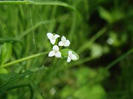 Attēlu rezultāti vaicājumam “Galium trifidum”