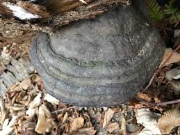 Attēlu rezultāti vaicājumam “Fomitopsis pinicola”