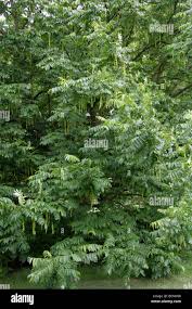 Attēlu rezultāti vaicājumam “Pterocarya fraxinifolia flower”