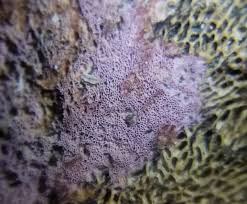 Attēlu rezultāti vaicājumam “Ceriporia viridans”