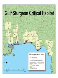 Image result for Acipenser desotoi