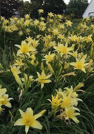 Attēlu rezultāti vaicājumam “Hemerocallis lilioasphodelus”