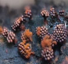 Attēlu rezultāti vaicājumam “Metatrichia sp.”