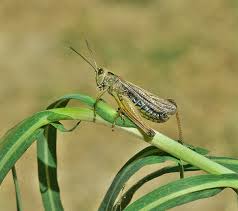 Attēlu rezultāti vaicājumam “Omocestus viridulus”