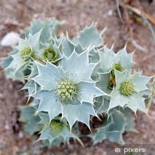 Attēlu rezultāti vaicājumam “Eryngium maritimum”
