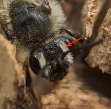 Attēlu rezultāti vaicājumam “Andrena”