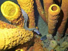 Image result for Gymnothorax moringa