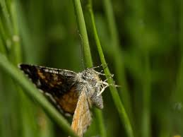 Attēlu rezultāti vaicājumam “Archiearis parthenias”