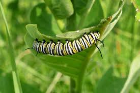 Image result for monarch caterpillar