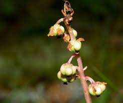 Attēlu rezultāti vaicājumam “Pyrola minor fruit”
