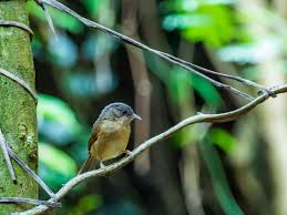 Image result for Luscinia cyane