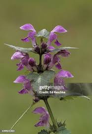 Attēlu rezultāti vaicājumam “Lamium maculatum”