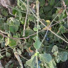 Attēlu rezultāti vaicājumam “Amaranthaceae”